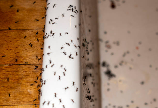 Best Emergency Pest Control  in Venice, IL